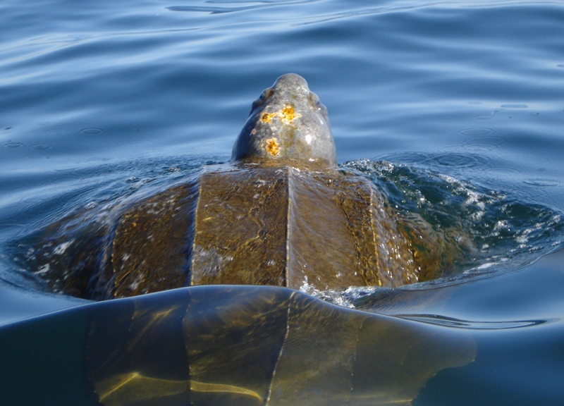 A leatherback sea turtle gliding through the water.