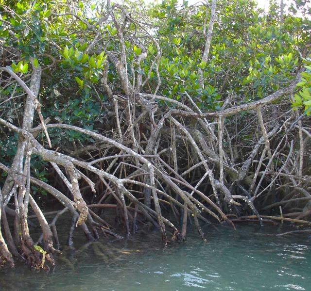 A mangrove.