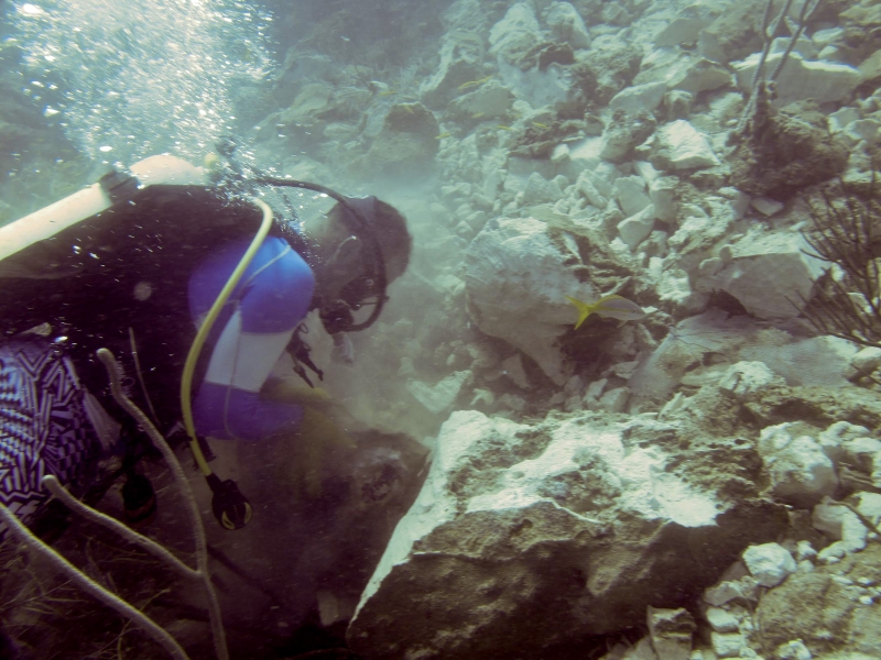 A diver working on coral. 