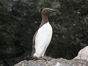 A bird standing on  rock.