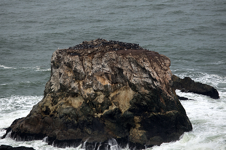 An aerial view of a group of birds on a rocky cliff. 