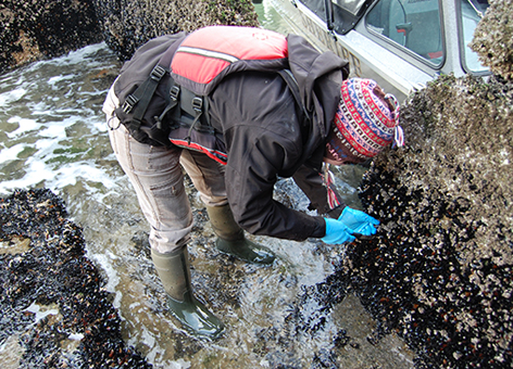 A woman scraping mussels off a rock. 