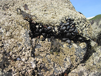 A rock covered in mussels. 