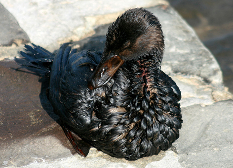 An oiled bird.