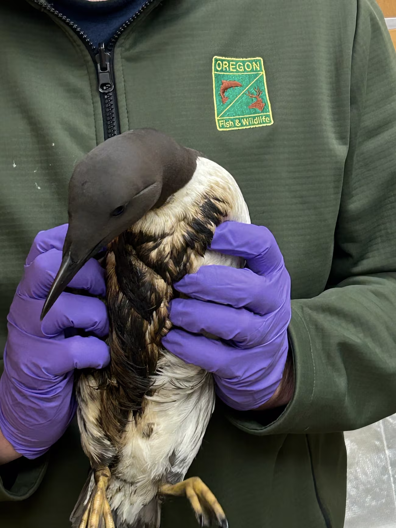 A bird smeared in black oil found on the Oregon coast is held by a staff member with Oregon Fish & Wildlife.