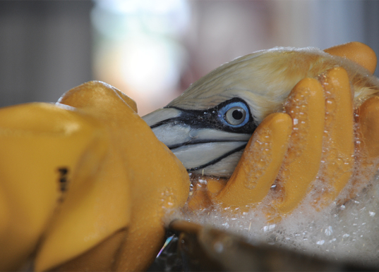 A close-up shot of a bird being cleaned. 