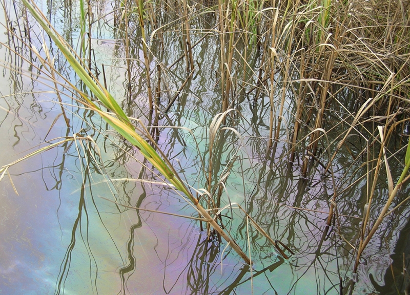 An oil sheen in a marsh. 