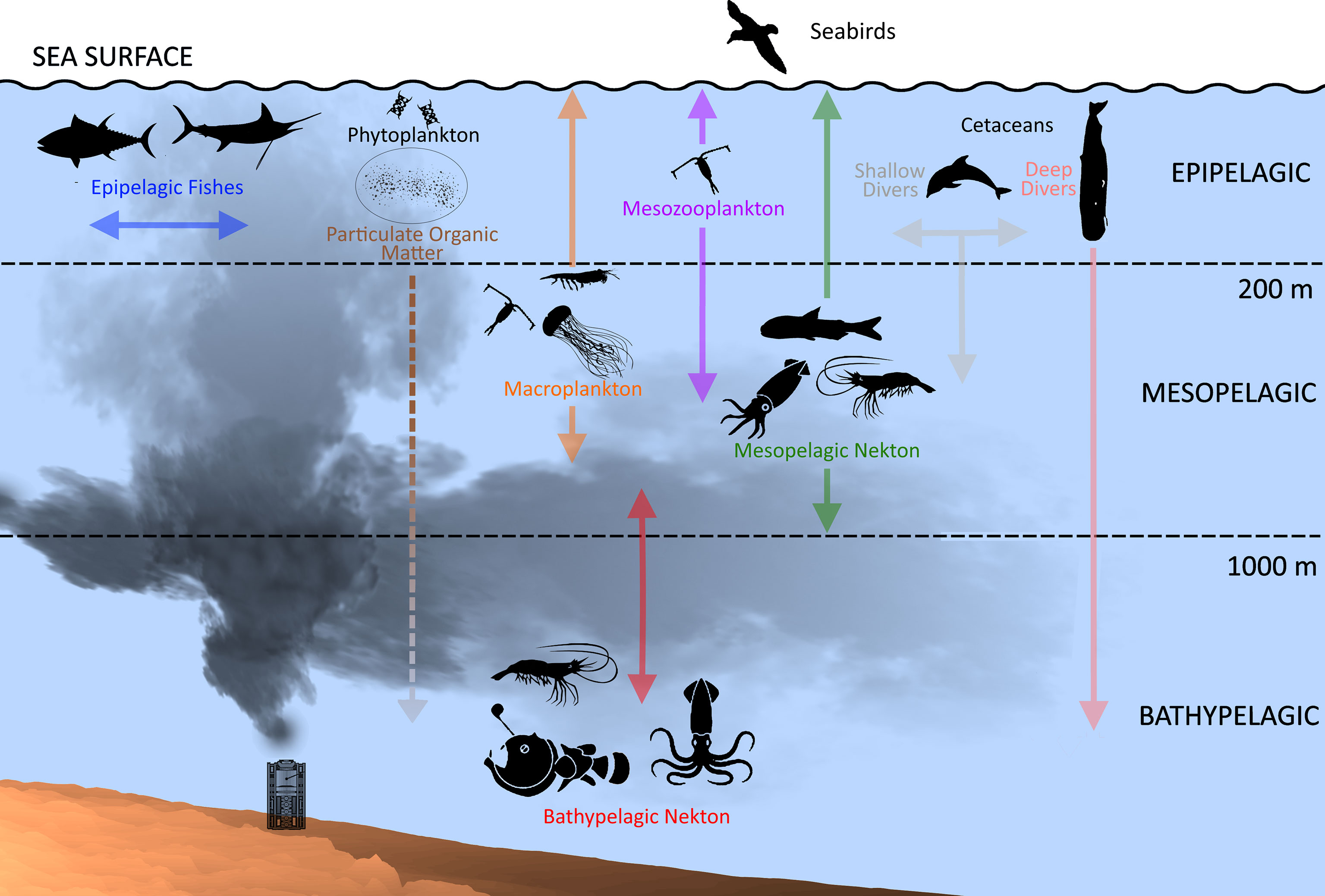 Schematic showing the range for seabirds, epipelagic fish, Phytoplankton, Macroplankton, Bathypelagic Nekton, Mesozooplankton, Mesopelagic Nekton, and Cetaceans at the sea surface and in the Epipelagic, Mesopelagic, and Bathypelatic zones.