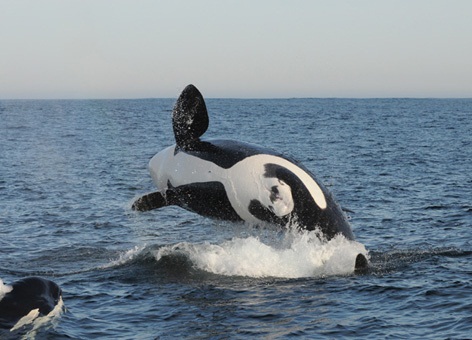 An orca breaching the water.