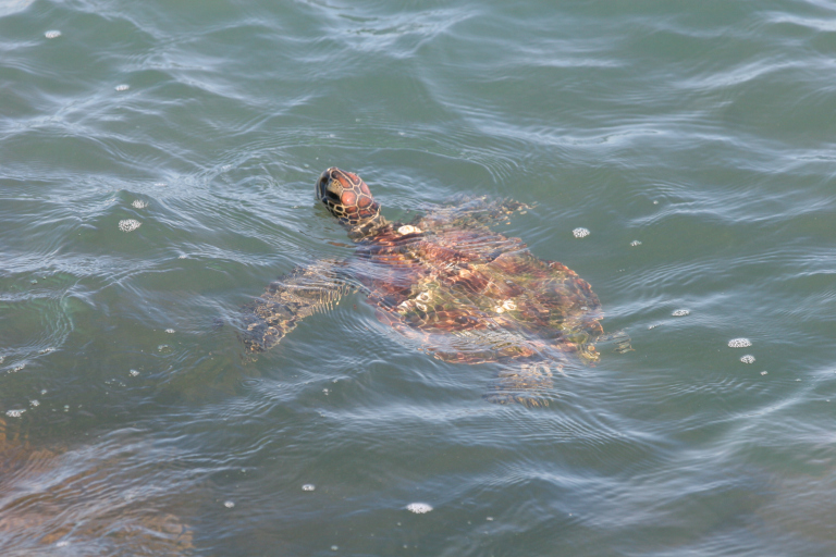 A green seat turtle swimming in the water. 