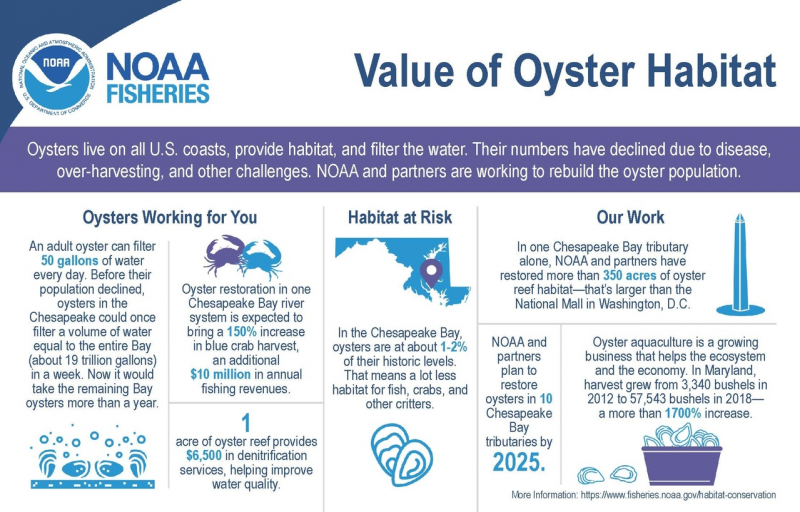 Bringing the Bay Home: Tree Economics, Fish Business, and Oyster Farming -  Chesapeake Bay Foundation