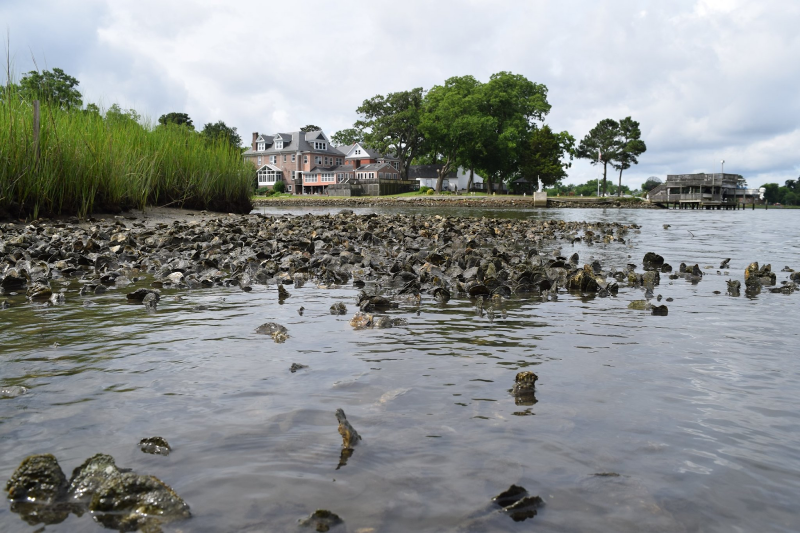 Oyster reefs near a shore.