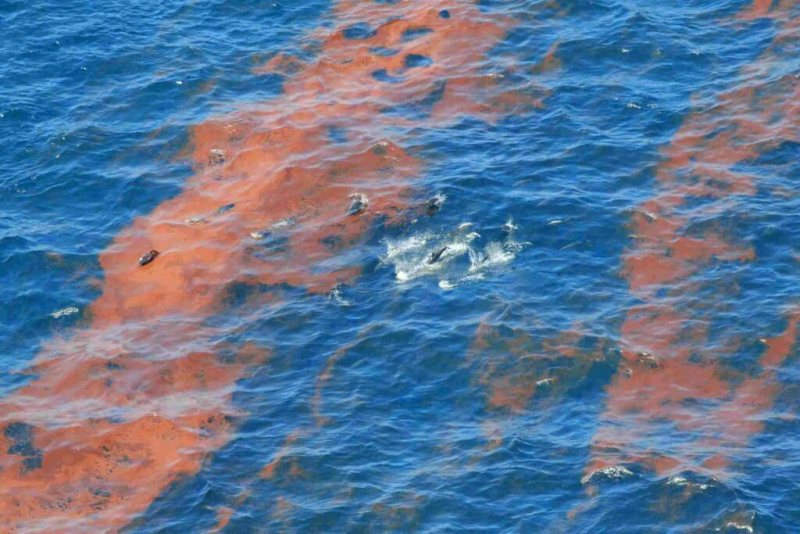 An aerial image of dolphins breaching in an area of emulsified oil. 