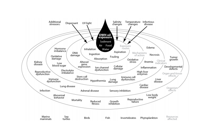 An infographic depicting the variety of impacts Deepwater Horizon had to different species. 