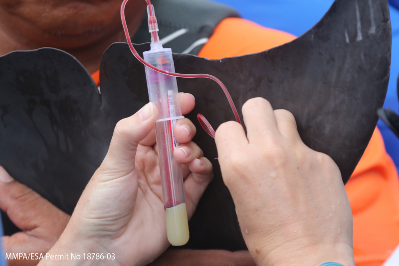 A person grabbing a blood sample from a dolphin's fin. 