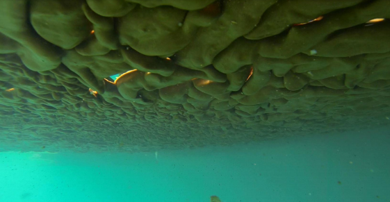 An underwater image of emulsified oil.