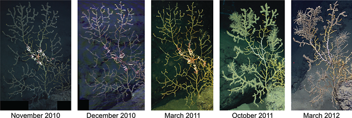 Several images of coral. 