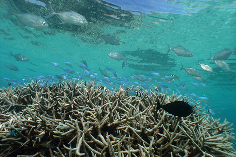 An underwater image of coral. 