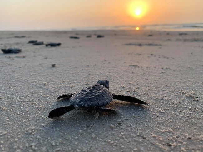 A baby sea turtle on a beach.