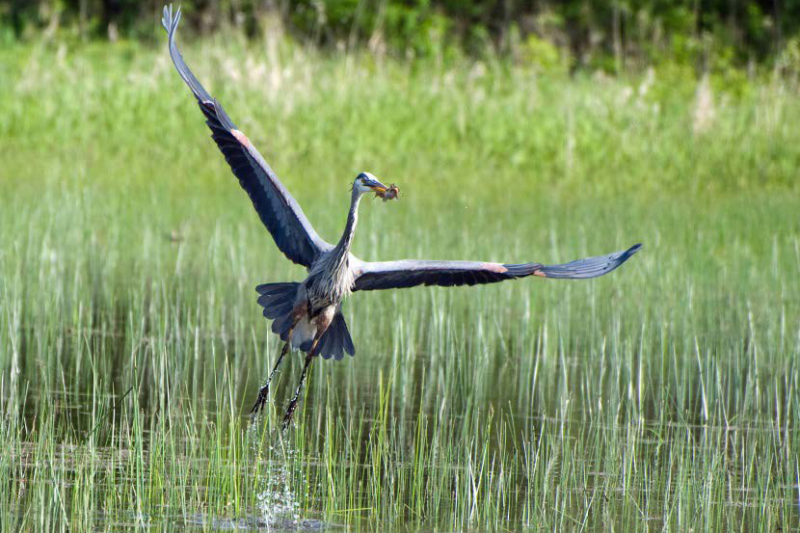 A bird in a wetland.