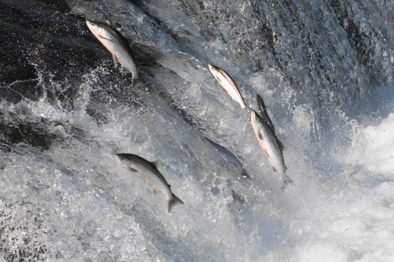 Fish in a stream.