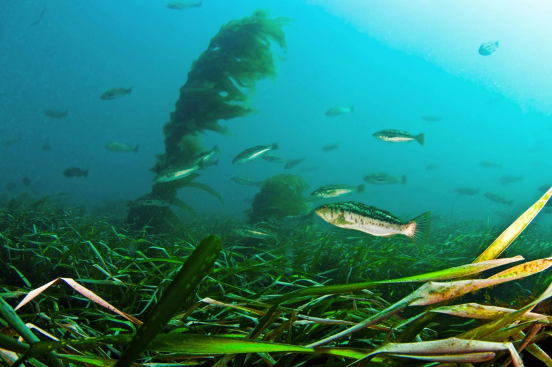An underwater image of fish and vegetation. 