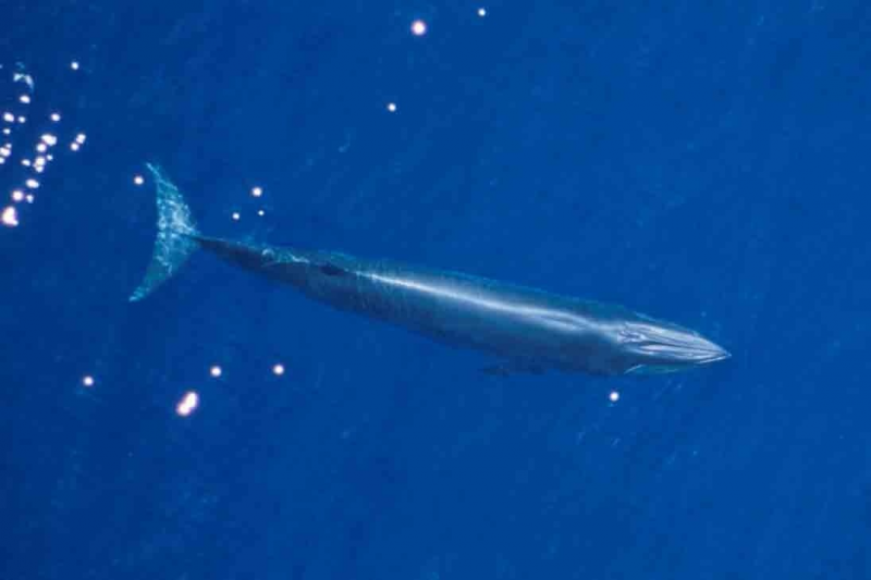 An aerial view of a whale.