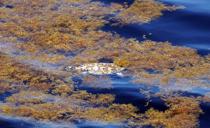 A sea turtle in sargassum. 