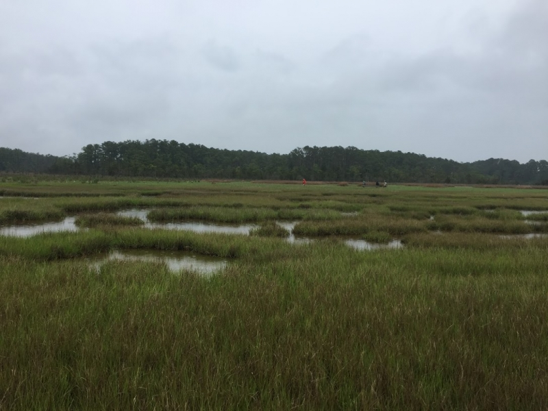 A marsh area.