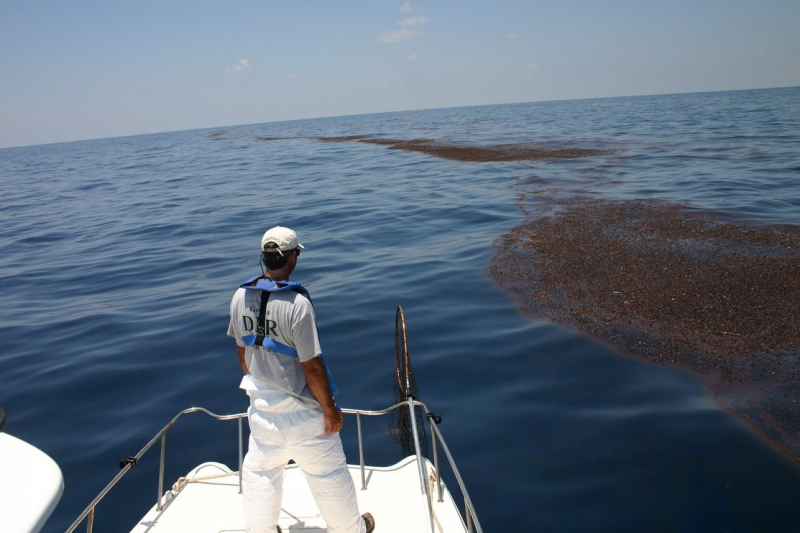 A man looking at oiled sargassum.