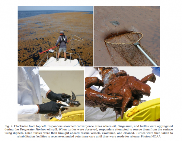 Four images of oiled sea turtles.