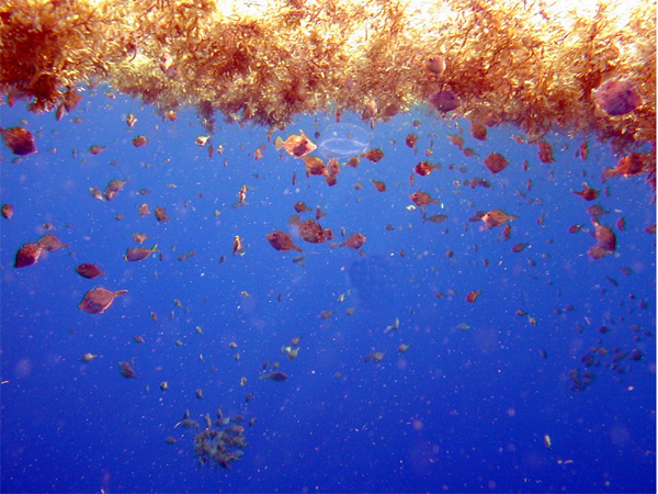 Fish swimming under sargassum.