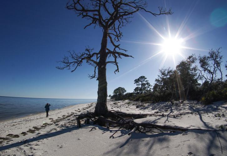 The sun shines over a treeline on a beach.