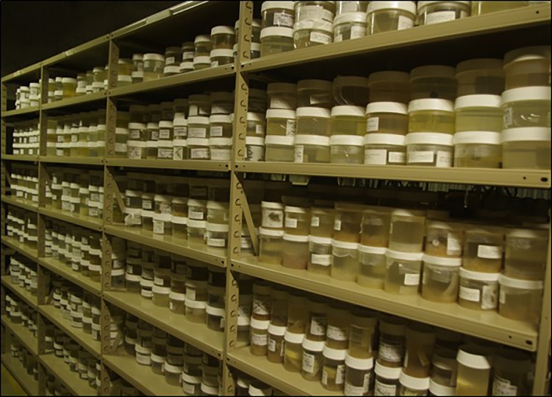 Shelves of specimen containers. 