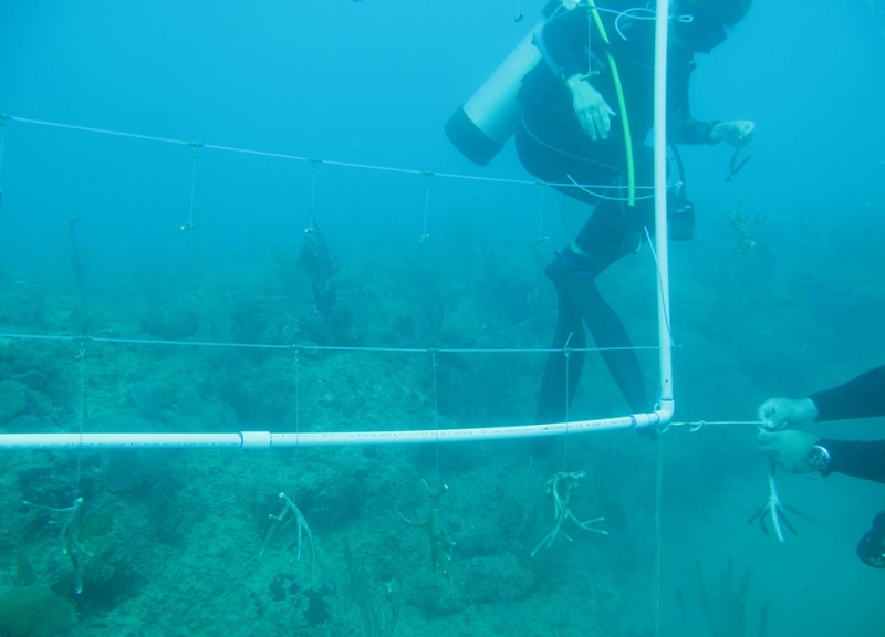 Divers attaching coral fragments to a coral array frame. 