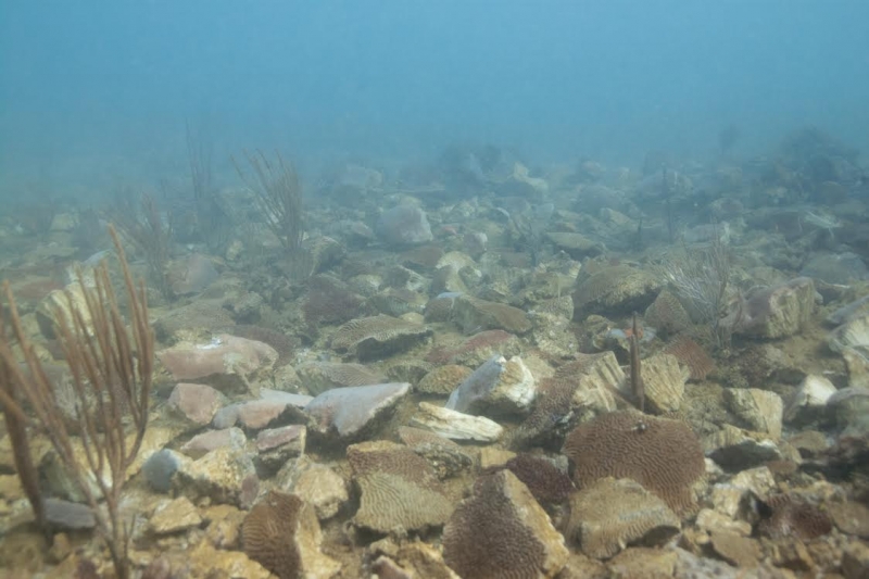 An underwater photo of fractured coral. 