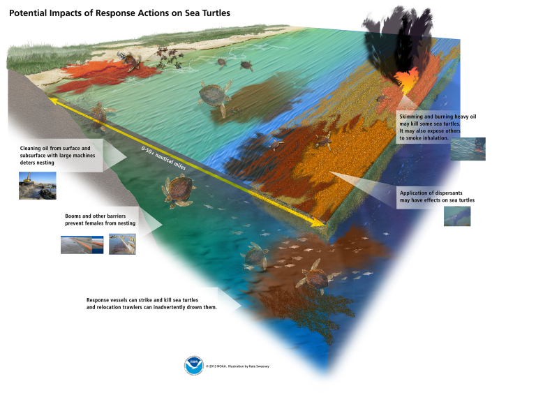 A diagram depicting how the oil spill cleanup and response activities can affect a sea turtle. 