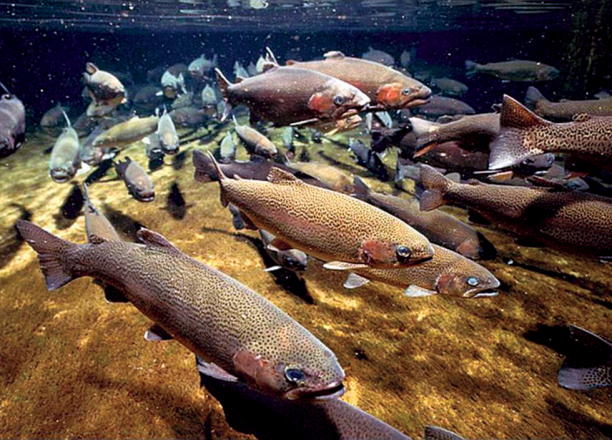 Underwater image of salmon swimming.