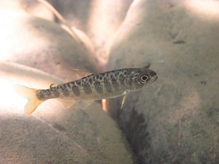 A juvenile fish in water.
