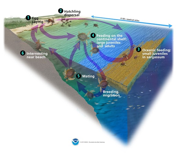 A diagram depicting the life cycle of a sea turtle. 
