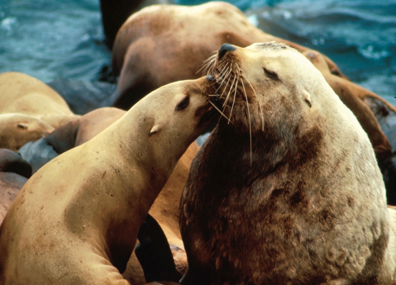 A close up of two sea lions with other sea lions in the background. 