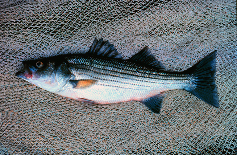 A Legacy of Industry and Toxins in Northern New Jersey: Striped Bass and  Blue Crab