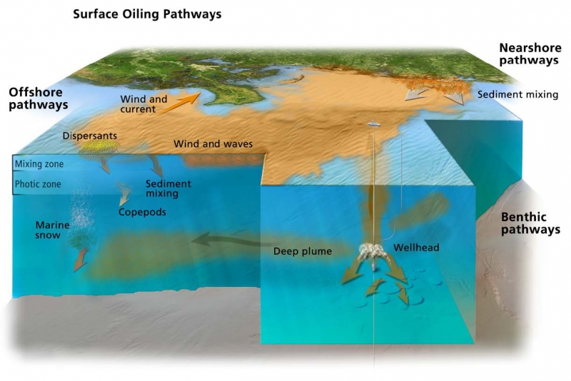Illustration depicting three general categories of Deepwater Horizon oil release pathways: benthic, offshore, nearshore. Benthic pathways include the deep plume and marine snow. Offshore pathways include sediment mixing, copepods, and the deep plume. Nearshore pathways include sediment mixing processes, dispersants, and movement of waters by winds, currents, and waves. For reference, the illustration also shows the wellhead and the mixing zone and photic zone of the Gulf waters.