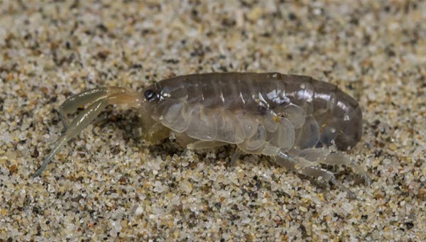 Viewed on sand: alitrid amphipod (beach hopper), which slightly resembles a flea.