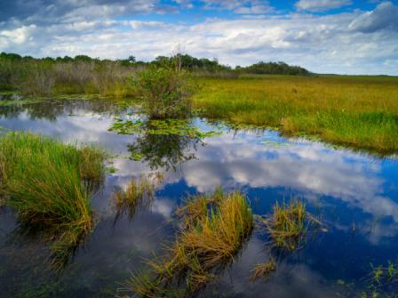 A salt marsh. 