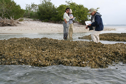 An oyster reef. 