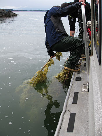 A person pulling a plant from water.