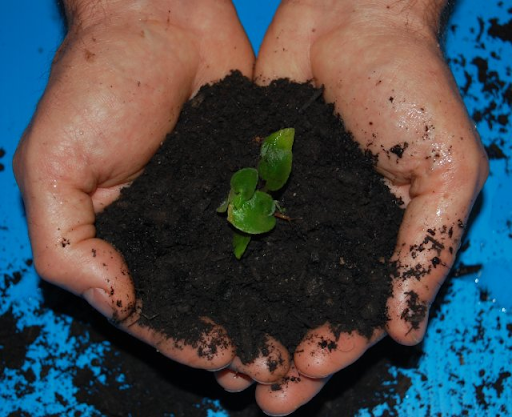 A handful of soil with a plant in it.