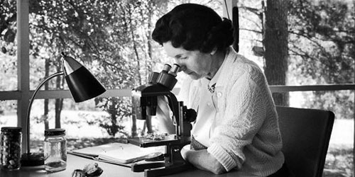 A black and white photo of a woman looking into a microscope.