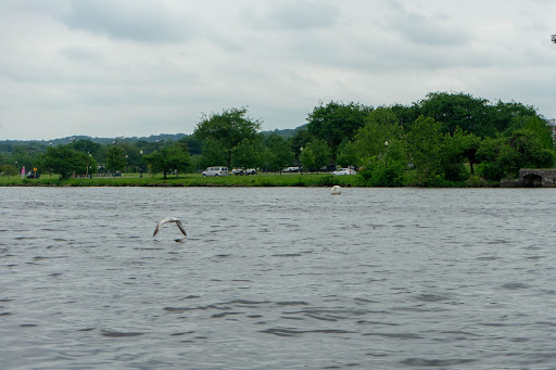 A bird grazing the surface of the river with its wings.